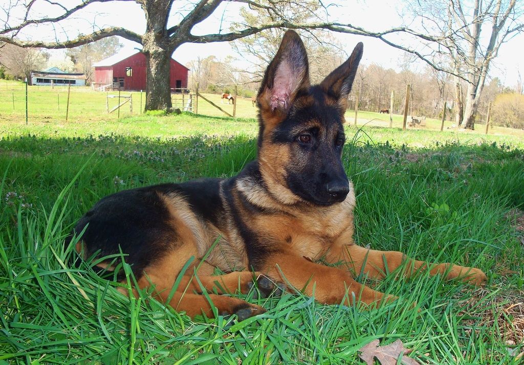 Kennels Von Lotta German Shepherds Forum
